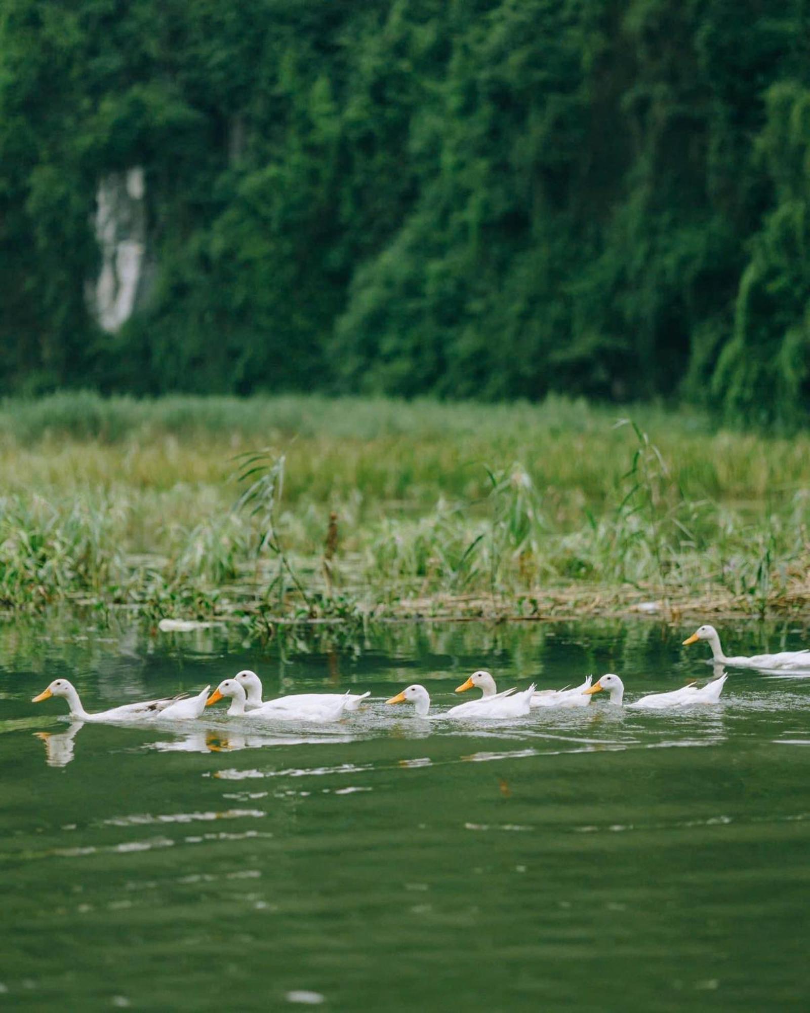 Tam Coc Sana Villa & Homestays Ninh Binh Eksteriør billede